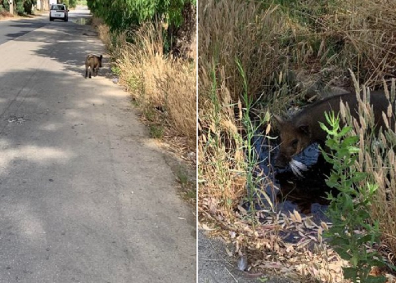 Cinghiali a Siracusa (foto Fabio Moschella)
