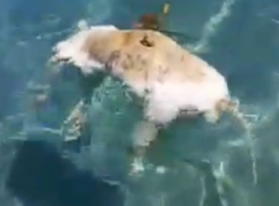 Cane trovato morto nel mare di Marsala