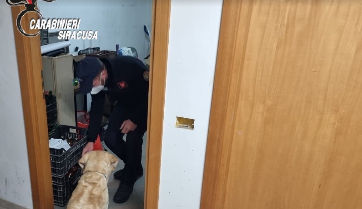 Cane antidroga dei carabinieri di Siracusa