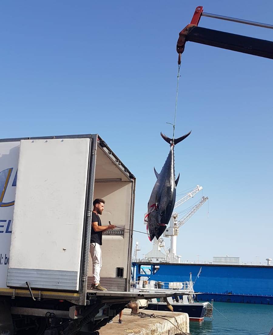 Donati in beneficenza esemplari di tonno rosso sequestrati a motopeschereccio algerino