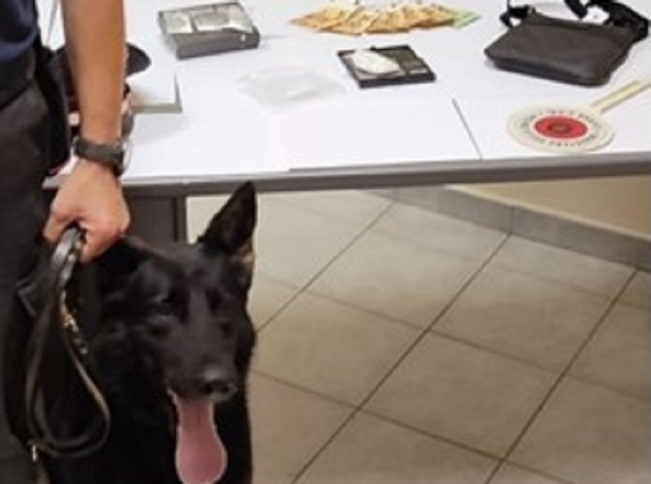 Cane antidroga scova cocaina in casa