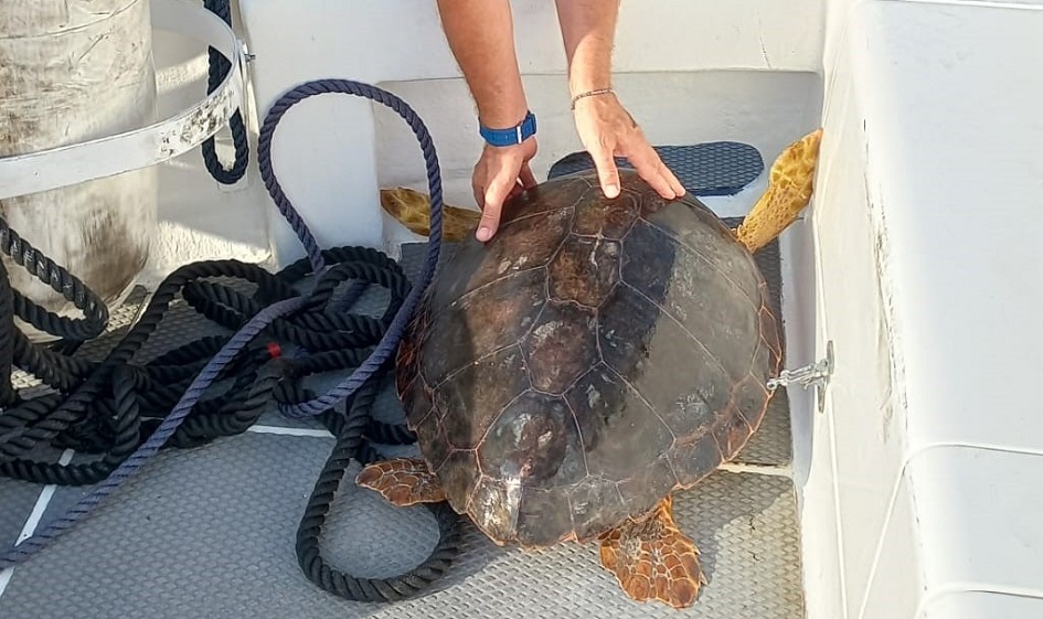 Tartaruga salvata dai carabinieri