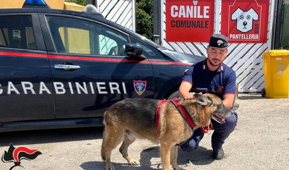 Salvato dai carabinieri forestali un pastore tedesco