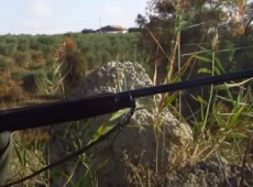 Tar, sospesa in Sicilia la caccia alla tortora selvatica