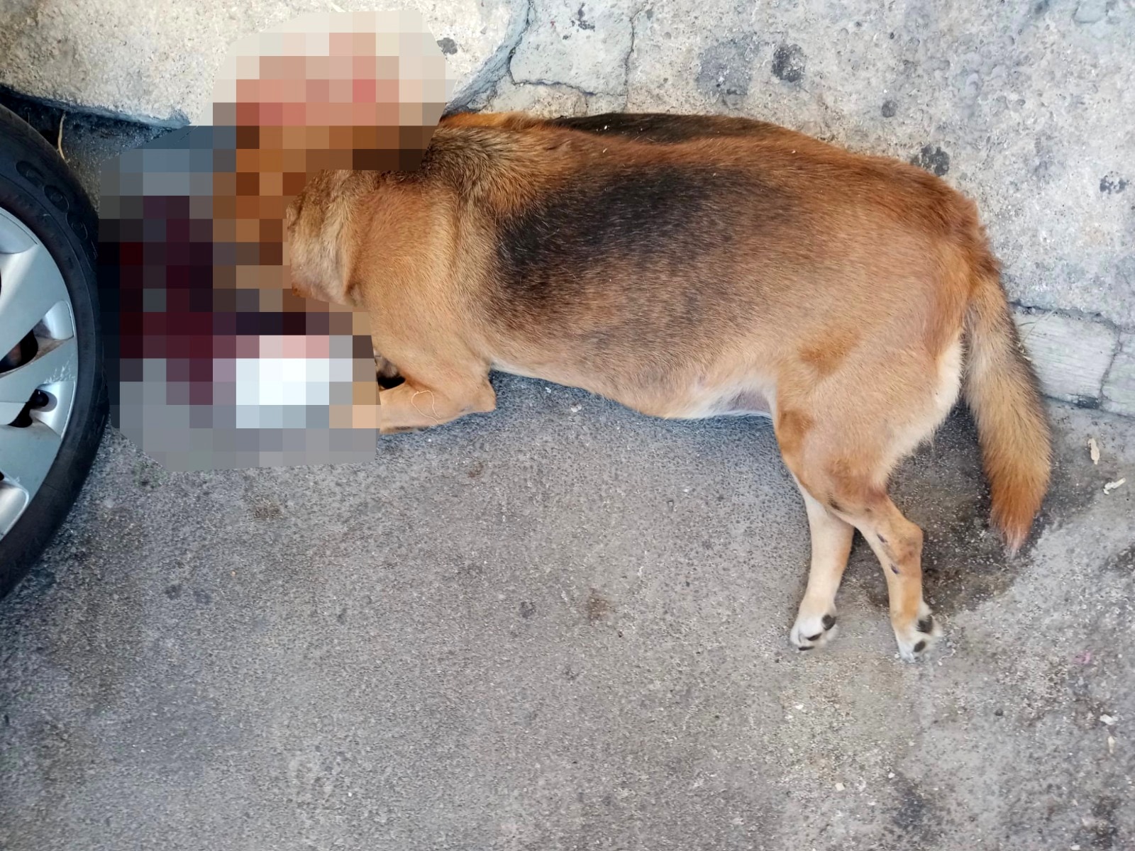 Un cane ucciso a colpi di pietre, orrore a Palermo, indaga la Polizia