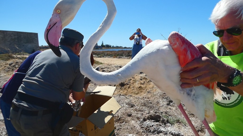 Rilasciati due fenicotteri rosa alle Saline di Trapani