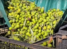 Allarme maltempo in Sicilia, stop alla raccolta delle olive