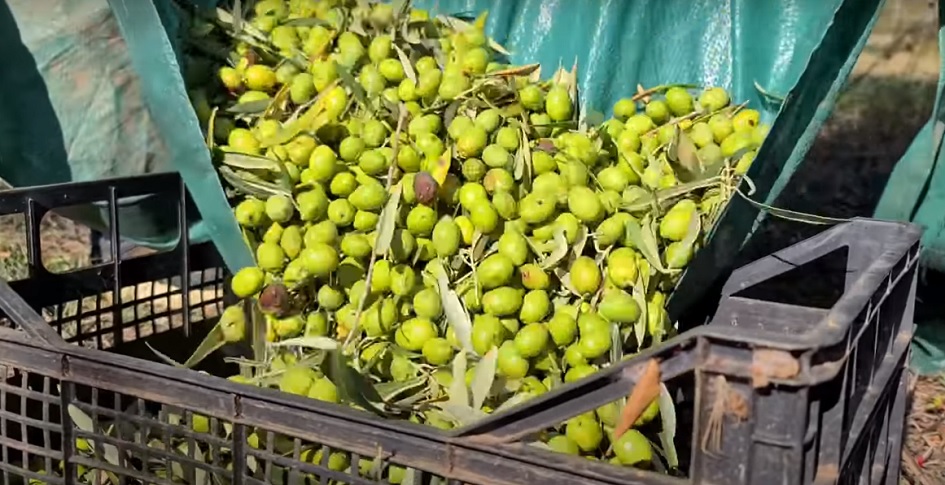Allarme Coldiretti per il maltempo sulla raccolta di olive
