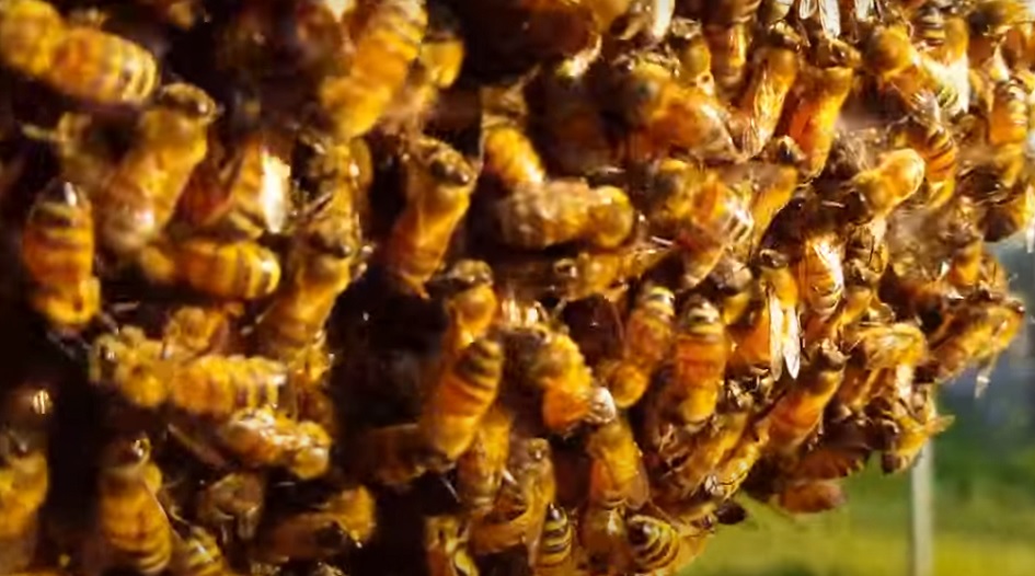 sciame d'api provoca incidente e colpisce 6 persone