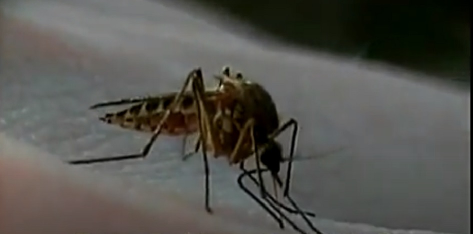 Primo caso in Sicilia di virus delle zanzare