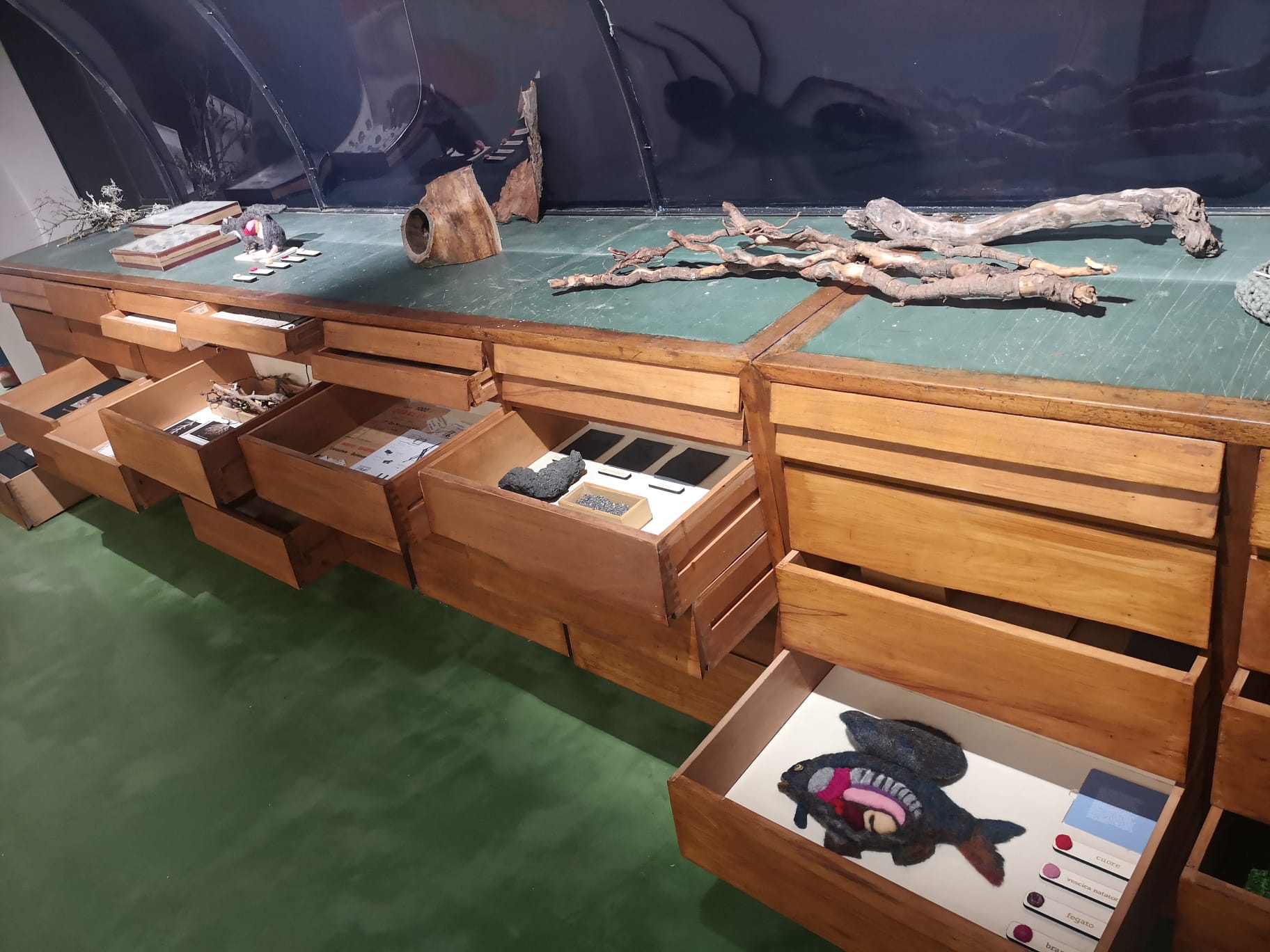 Radici -Piccolo Museo della Natura