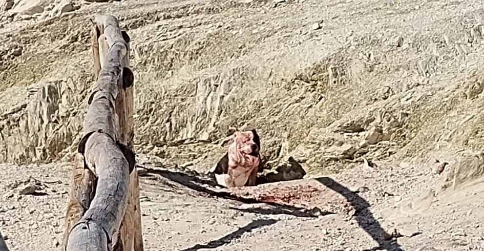 Il pitbull che ha aggredito le 4 persone