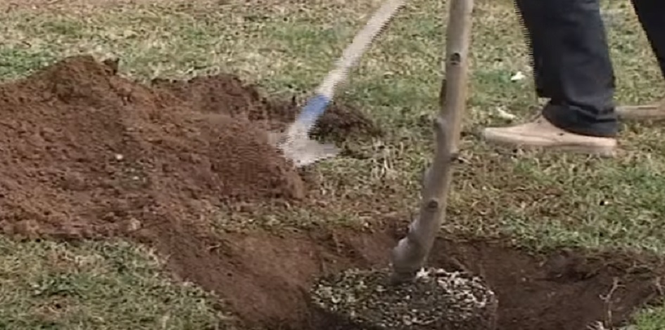 Al via progetto di piantumazione di nuovi alberi