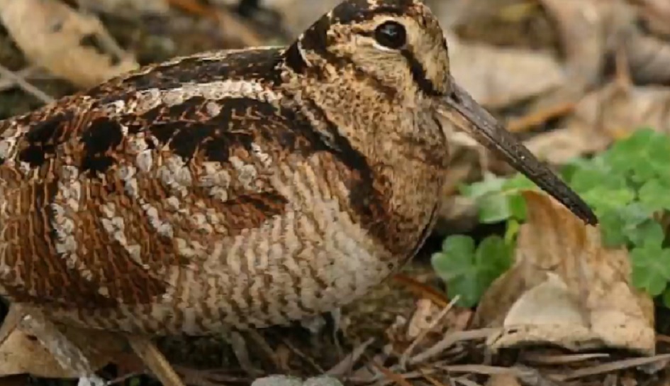 Va avanti il progetto sulla beccaccia in Sicilia