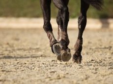 Corsa clandestina di cavalli interrotta dai carabinieri a Nicolosi, denunciate nove persone