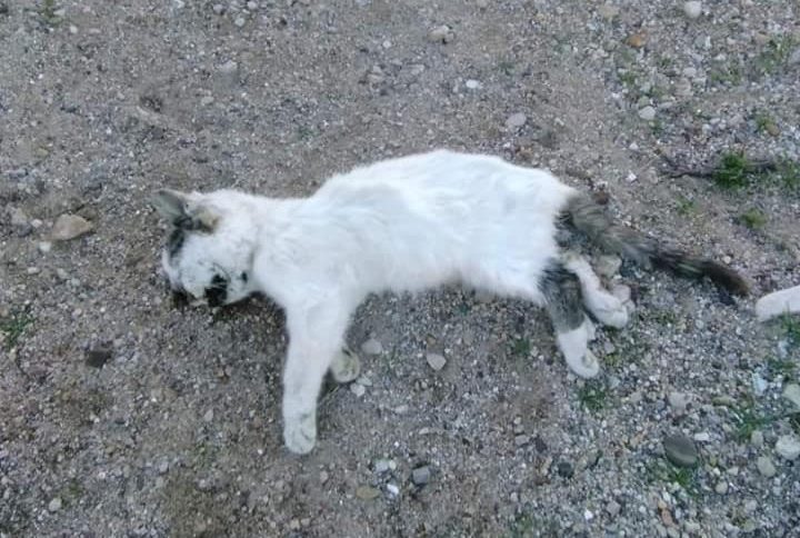 Gatto morto Bandita, Palermo