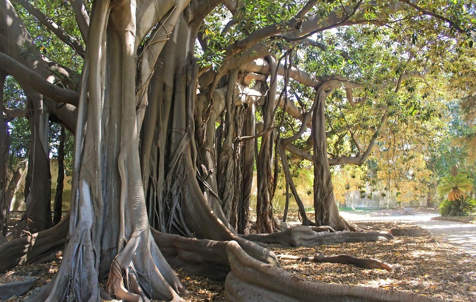 Il ficus dell'orto botanico di Palermo il più votato al concorso di Giant Trees Foundation