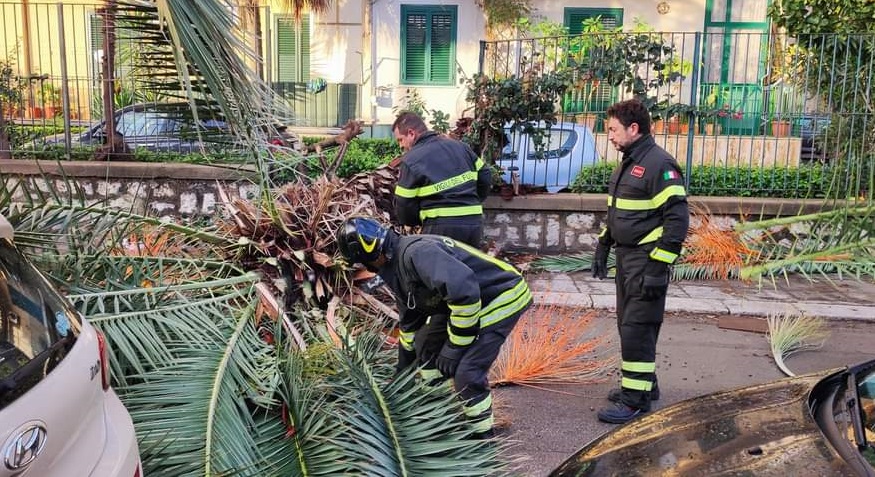 Palma crollata a Palermo a causa del maltempo