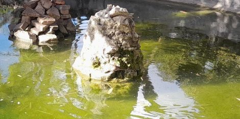 Topi al Giardino Inglese, Palermo