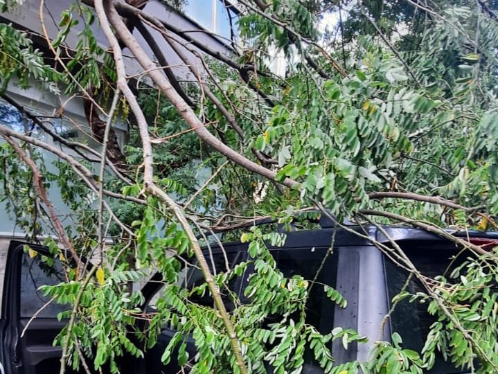Albero caduto in via Simone Cuccia, Palermo