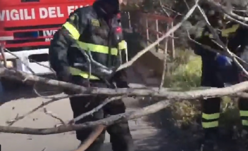 Il maltempo sdradica alberi tra Palermo e provincia