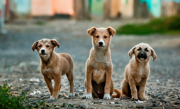 Cani avvelenati nel 2022, è record negativo in Sicilia