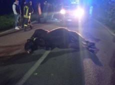 Incidente stradale a Misilmeri, auto uccide una mucca