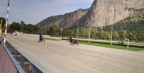 Ippodromo Palermo, cavalli in pista