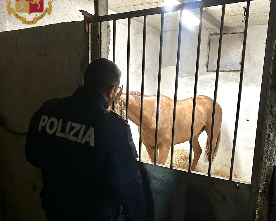 Bloccata corsa clandestina di cavalli a Messina in viale Giostra