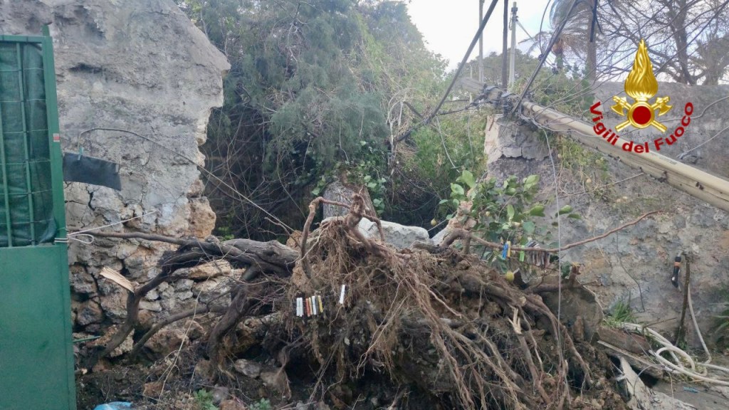 Vento e pioggia causano la caduta di diversi alberi a Palermo