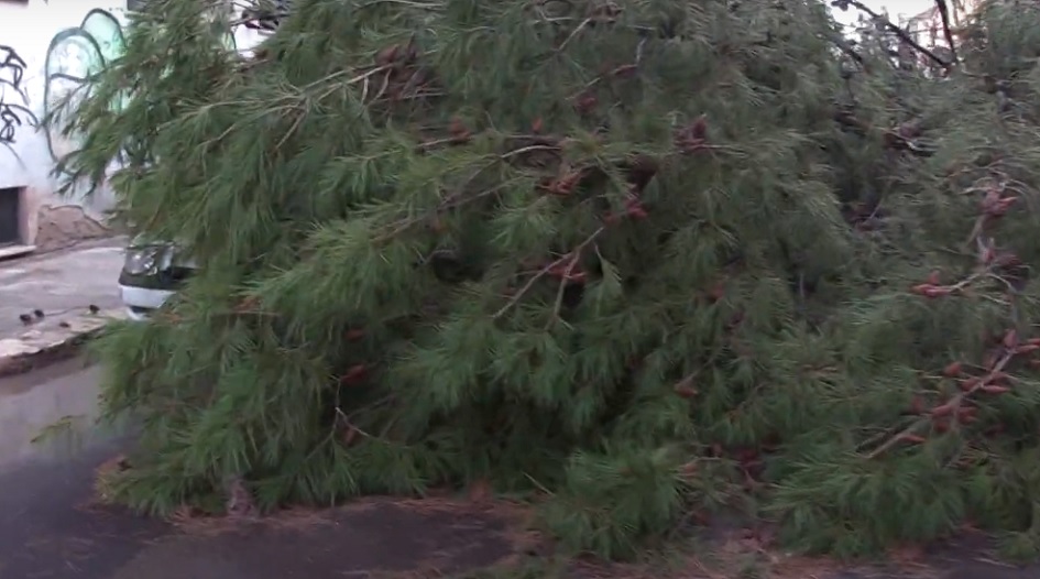Il forte vento abbatte diversi alberi a Palermo