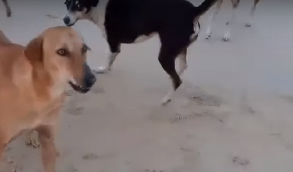 Aggressione di un cane randagio ad un podista nel Palermitano