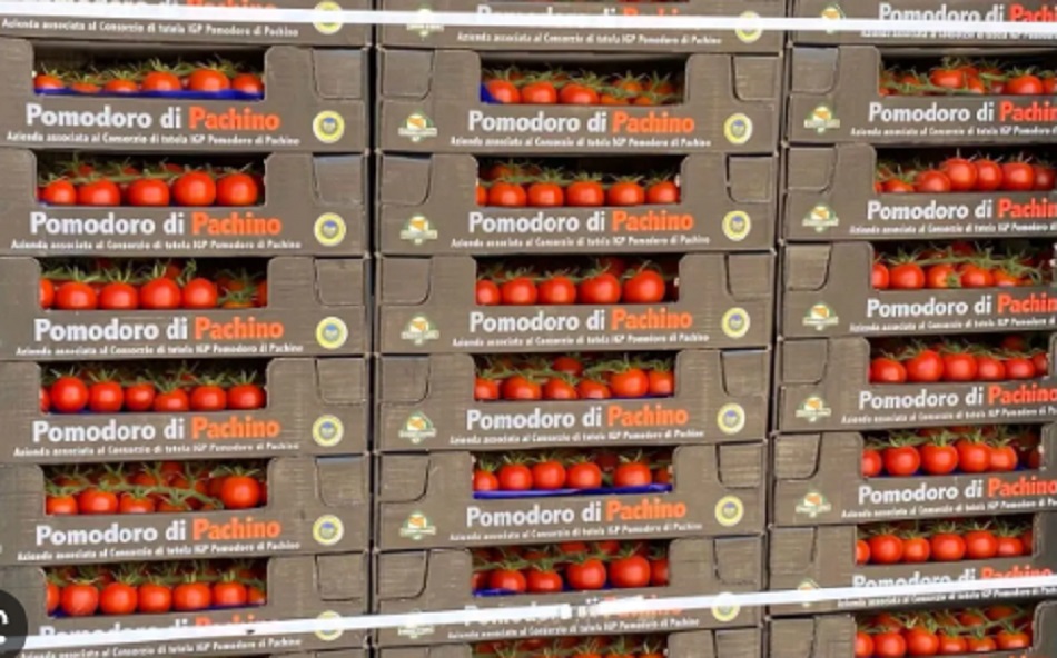 Bancali di pomodori di Pachino invenduti
