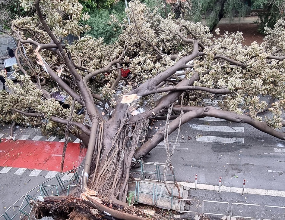 Traffico in tilt a Palermo in viale Piemonte, un albero secolare crolla a causa del maltempo e blocca interamente la strada