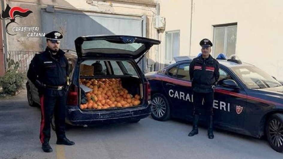 Beccati i due ladri di arance nel Catanese dalla videosorveglianza, arrestati due percettori del reddito di cittadinanza dai carabinieri