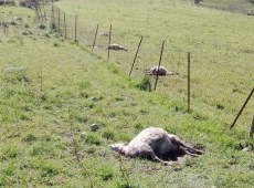 Cani randagi sbranano 20 pecore ad allevatore di Marineo