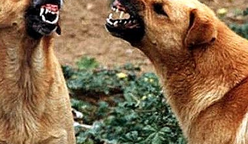 Attacco di cani randagi ad un’azienda zootecnica del Palermitano, strage di pecore durante la violenta aggressione