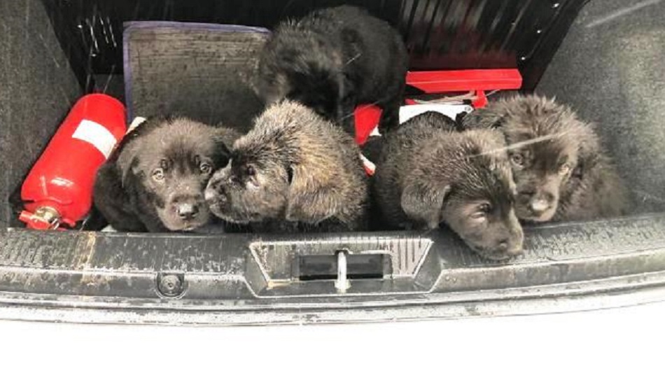 Cuccioli di cane salvati a Siracusa