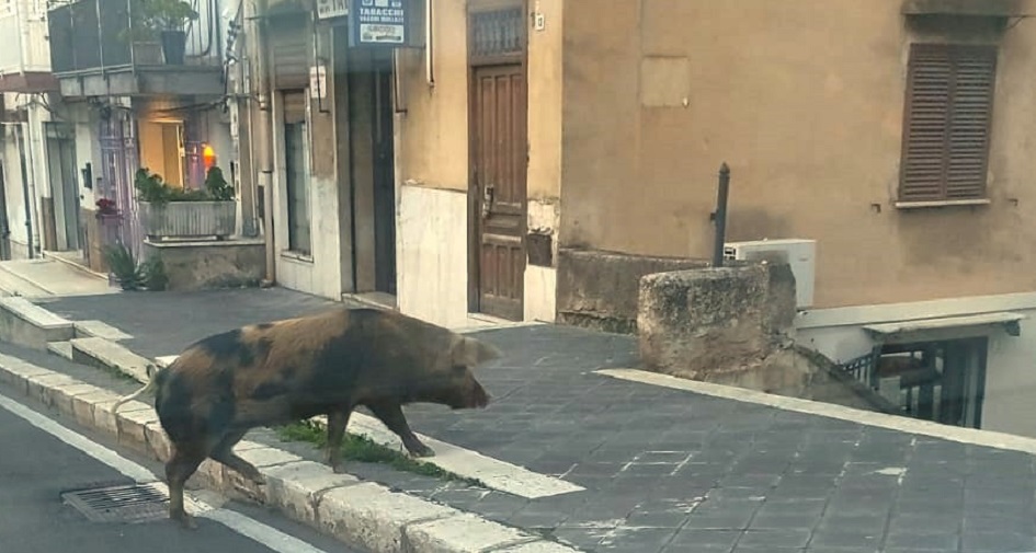 Caso di maltrattamenti di animale a Carini, un maialino preso a calci mentre vaga per le strade del centro cittadino