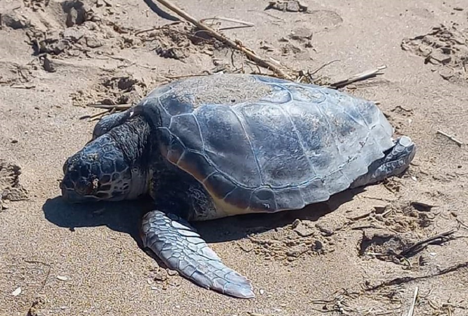 Due tartarughe morte a Scoglitti in appena due giorni, l’Oipa lancia l’allarme sullo stato precario di salute del mare