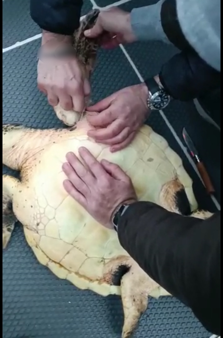 Tartaruga Caretta Caretta salvata dai carabinieri subacquei al porto di Messina