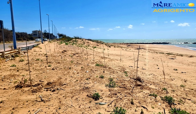 Nel boschetto delle dune di San Leone, ad Agrigento, arrivano 720 piante di macchia mediterranea