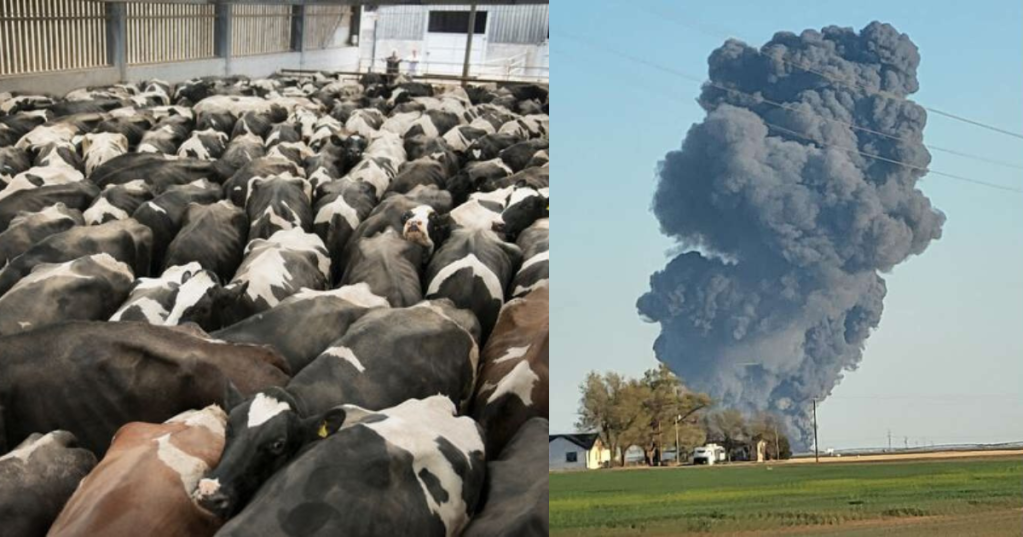 Strage di Mucche in Texas.