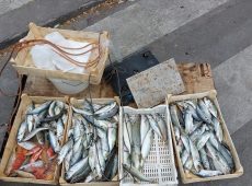 Pesce di provenienza ignota in pescheria, sequestrati 107 chili dai carabinieri Nas