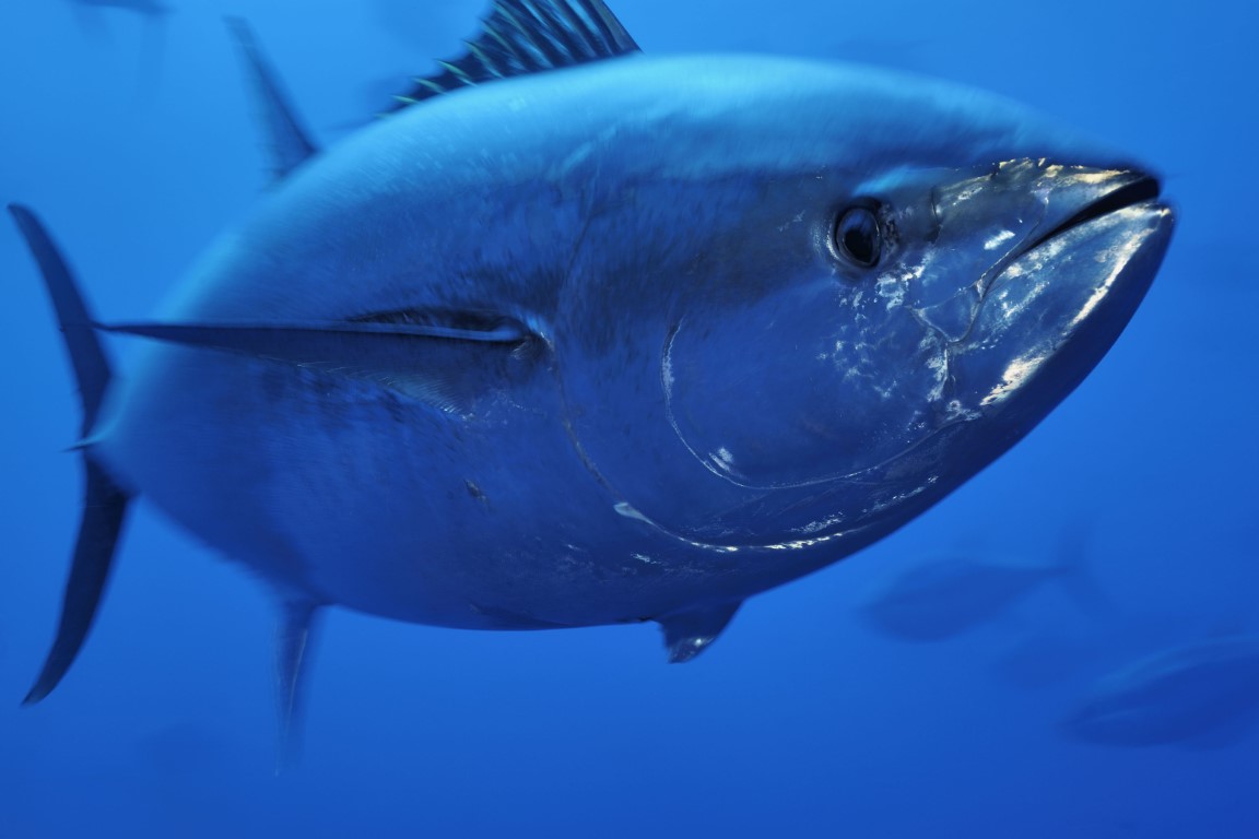 tonno-rosso-in-sicilia-il-ministero-riconosce-quote-piccola-pesca