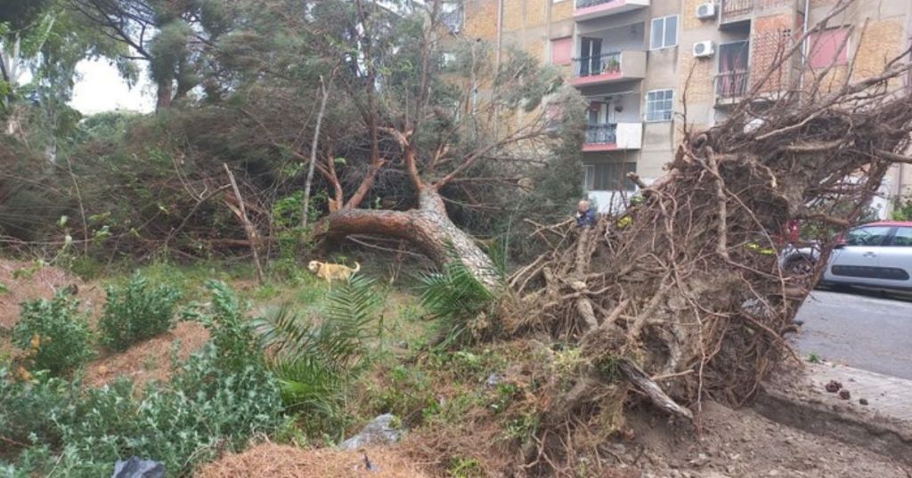 Reggio Calabria, albero crolla per il forte vento e uccide un uomo.