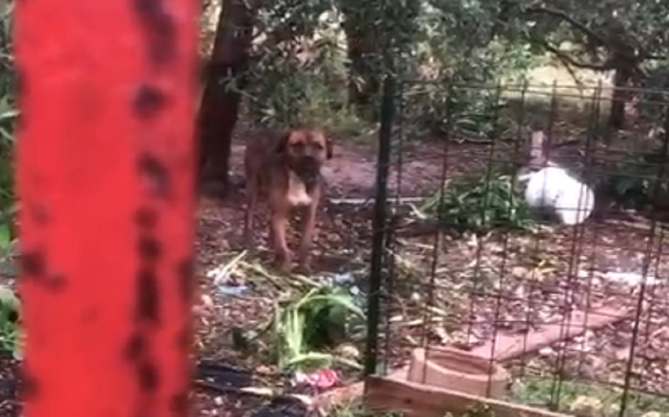 Un cane salvato sotto il nubifragio di ieri dalla polizia municipale, i proprietario del terreno rischiano la denuncia