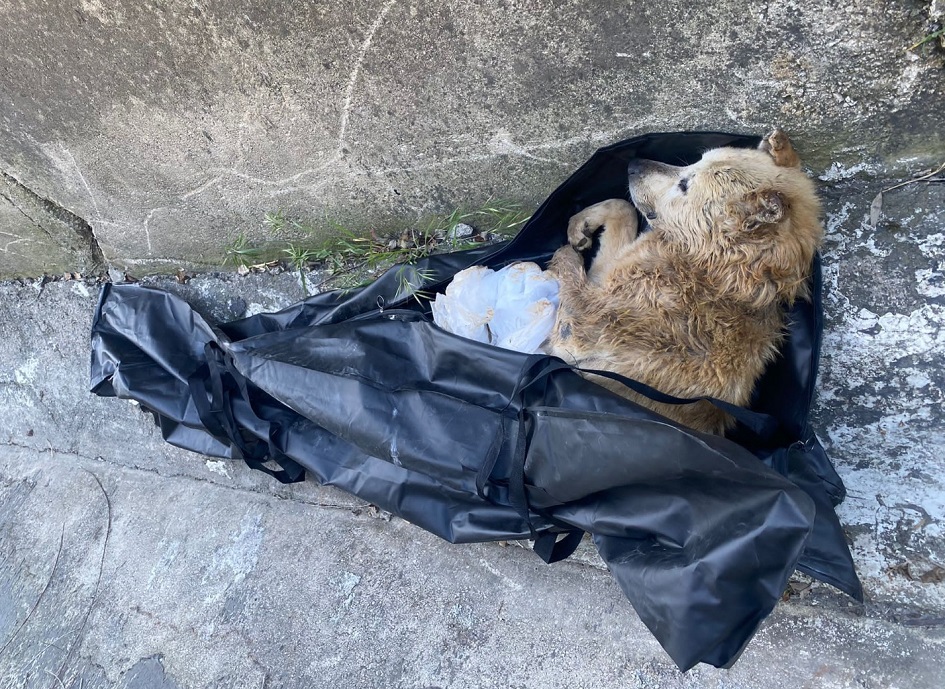 Due donne denunciate per aver gettato un cane in un canale di scolo nel Palermitano chiuso nella custodia di un abito