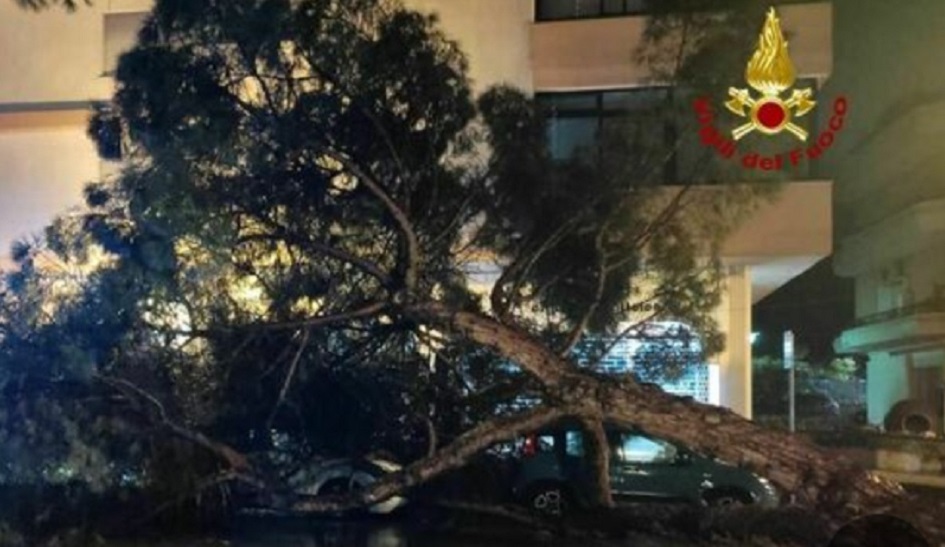 Disagi per il maltempo in città e provincia, crolla un grosso albero di pino in centro, fortunatamente nessun danno a cose o persone