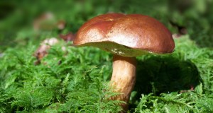 Mangiano funghi raccolti, il bilancio è tragico, una vittima e quattro ricoverati